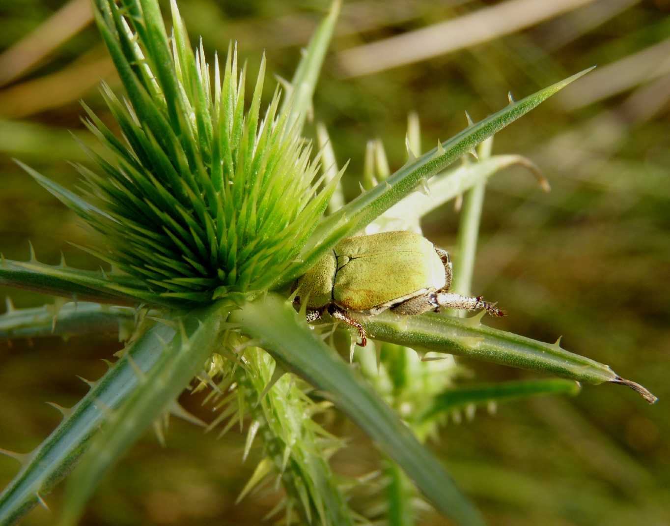 Oplia caerulea? No, Oplia cf. pubicollis